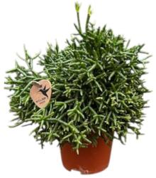  ARCHÍV-Rhipsalis vesszőkaktusz szobanövény 10, 5 cm-es cserépben