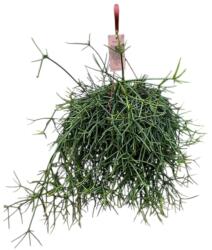  ARCHÍV-Rhipsalis korallkaktusz szobanövény 21 cm-es akasztós cserépben
