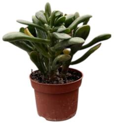  ARCHÍV-Crassula ovata 'Gollum' pozsgafa szobanövény 10, 5 cm-es cserépben