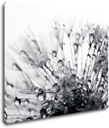 Impresi Kép Flower with little drops of water - 90 x 70 cm