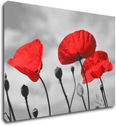 Impresi Kép Poppy - 70 x 50 cm