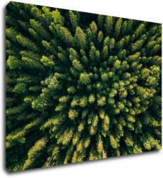 Impresi Kép Forest - 70 x 50 cm