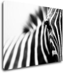 Impresi Kép Zebra detail - 90 x 70 cm