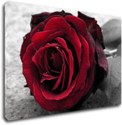 Impresi Kép Red rose black and white background - 60 x 40 cm
