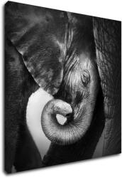 Impresi Kép Elephant black and white - 50 x 50 cm