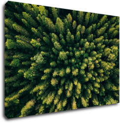 Impresi Kép Forest - 90 x 60 cm