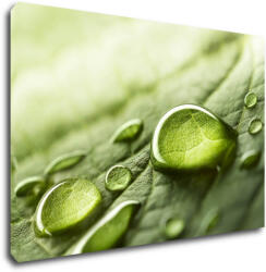 Impresi Kép Drops of water on the leaf - 90 x 60 cm