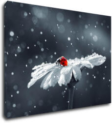 Impresi Kép Lady bug on the flower - 70 x 50 cm