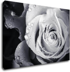 Impresi Kép Black and white rose with drops of water - 60 x 40 cm