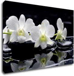 Impresi Kép White orchids black background - 90 x 60 cm