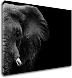 Impresi Kép Elephant black background - 70 x 50 cm