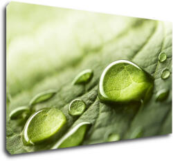 Impresi Kép Drops of water on the leaf - 50 x 30 cm