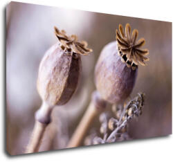 Impresi Kép Dry Poppy flower - 50 x 30 cm