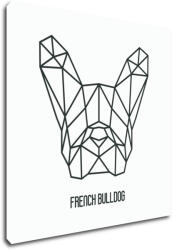 Impresi Kép French Bulldog White Background - 50 x 50 cm