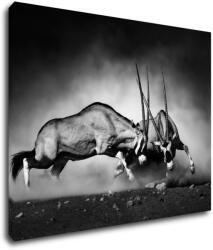 Impresi Kép Antilopes black and white - 90 x 70 cm