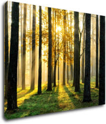 Impresi Kép Trees and sunshine - 90 x 70 cm