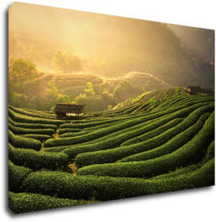 Impresi Kép Sunrise On The Tea Plantation - 90 x 60 cm