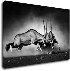 Impresi Kép Antilopes black and white - 60 x 40 cm