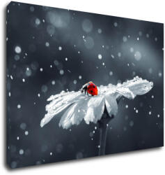 Impresi Kép Lady bug on the flower - 60 x 40 cm