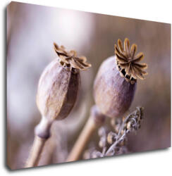Impresi Kép Dry Poppy flower - 90 x 60 cm