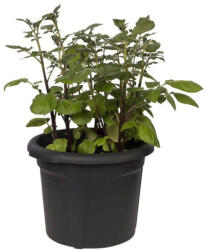 elho Green Basics Burgonyatermesztő cserép, 33 CM