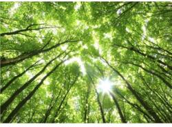 Wizard+Genius Fototapet natura WG 5439-8 384x260 cm