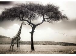 Wizard+Genius Fototapet natura WG 5084-8 384x260 cm