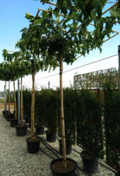 Plantstore Platánlevelű Eperfa Esernyőfa 220 Cm Magas C. 14/16- Morus Platanifolia (fruitless) Tabletop