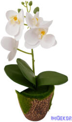  Mohás cserepes orchidea 28 cm - Fehér