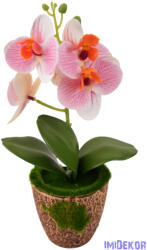  Mohás cserepes orchidea 28 cm - Halvány Rózsaszín