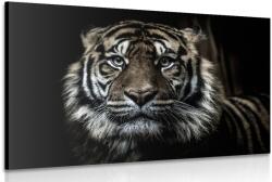 Dovido Kép tigris - 90x60