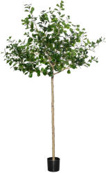 Pottery Pots Realisztikus műfa Ficus triangularis, több méretben - PotteryPots méret: XL - ø 80 cm | m. 240 cm
