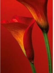 Wizard+Genius Fototapet floral WG 00406 183x254 cm