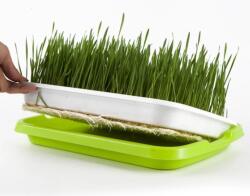  Csíráztató tálca és microgreens termesztéshez