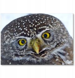 SteelPoster Fém poszter Big owl Tábla Tepsi 42 x 59, 4 cm +ajándék (plakat dekoracyjny, metalowa tablica, szyld)