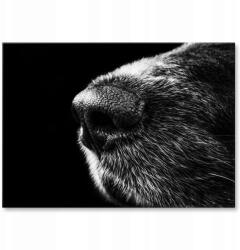 SteelPoster Fém poszter Kutyaorr Tábla 30 x 42 cm +ajándék (plakat dekoracyjny, metalowa tablica, szyld)