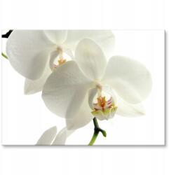 SteelPoster Fém poszter Orchidea Tábla Tepsi 22 x 31 cm +ajándék (plakat dekoracyjny, metalowa tablica, szyld)