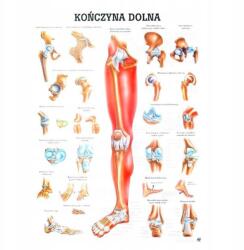 Rüdiger-Anatomie Anatómiai Tábla Alsó Végtag Nem Laminált 70X100CM (03-RDA-RDA-0006)