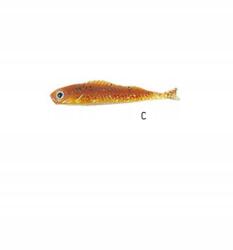 JAXON Gumi Jaxon Drop Shot 04 Type C 5db (TD-04C)