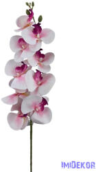  Phalenopsis ág K - Pink közepű