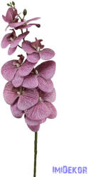  Phalenopsis ág K - Mályva