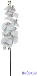  Phalenopsis ág K -Fehér