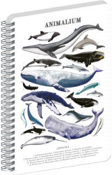 Realsystem Animalium, spirálos, vonalas notesz - Marine Life, A4
