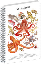 Realsystem Animalium, spirálos, vonalas notesz - Cephalopods, A4