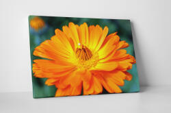 4 Decor Tablou canvas : Gerbera - beestick-deco - 69,00 RON