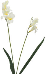  Szálas - Frézia (55cm) - Fehér #1