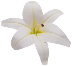  Virágfej - Liliom (22cm-gumi) - Krém #1