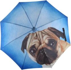 Doppler Modern Art Lazy Dog