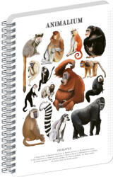 Presco Jegyzetfüzet ikerspirálos Animalium - Primates, négyzethálós, 21x29, 7cm A4, Presco (A-37267)