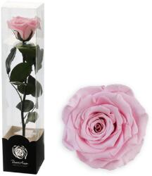 Altx tartósított rózsa száron, 30cm, rózsaszín